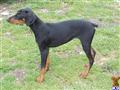 Doberman Pinscher